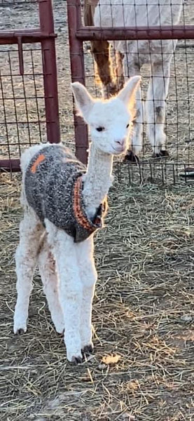 ALPACA DRYER BALLS PRE ORDER (comes in a set of 3 Balls)